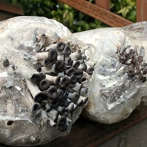 Root Mushroom Farm— Blue Oyster Mushroom Grow kit/ 3.2 pounds Log/Multiple flushes/Everything Included