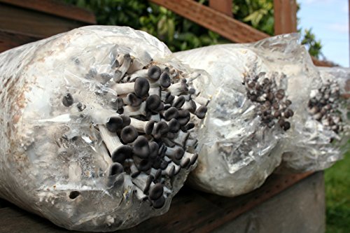 Root Mushroom Farm— Blue Oyster Mushroom Grow kit/ 3.2 pounds Log/Multiple flushes/Everything Included