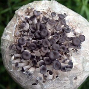 Root Mushroom Farm— Blue Oyster Mushroom Grow kit/ 3.2 pounds Log/Multiple flushes/Everything Included