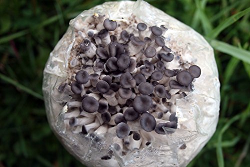 Root Mushroom Farm— Blue Oyster Mushroom Grow kit/ 3.2 pounds Log/Multiple flushes/Everything Included