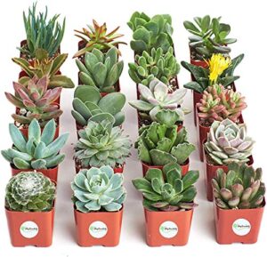 shop succulents | unique collection of live succulent plants, hand selected variety pack of mini succulents | collection of 20