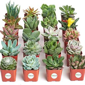 Shop Succulents | Unique Collection of Live Succulent Plants, Hand Selected Variety Pack of Mini Succulents | Collection of 20