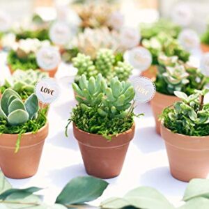 Shop Succulents | Unique Collection of Live Succulent Plants, Hand Selected Variety Pack of Mini Succulents | Collection of 20