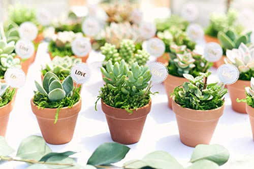 Shop Succulents | Unique Collection of Live Succulent Plants, Hand Selected Variety Pack of Mini Succulents | Collection of 20