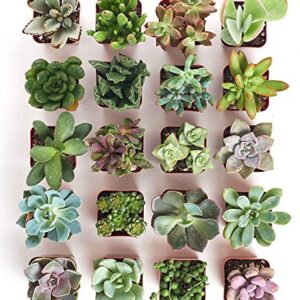 Shop Succulents | Unique Collection of Live Succulent Plants, Hand Selected Variety Pack of Mini Succulents | Collection of 20