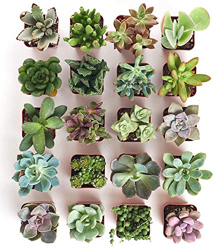 Shop Succulents | Unique Collection of Live Succulent Plants, Hand Selected Variety Pack of Mini Succulents | Collection of 20