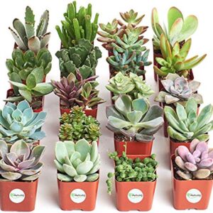 Shop Succulents | Unique Collection of Live Succulent Plants, Hand Selected Variety Pack of Mini Succulents | Collection of 20