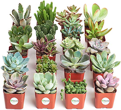 Shop Succulents | Unique Collection of Live Succulent Plants, Hand Selected Variety Pack of Mini Succulents | Collection of 20