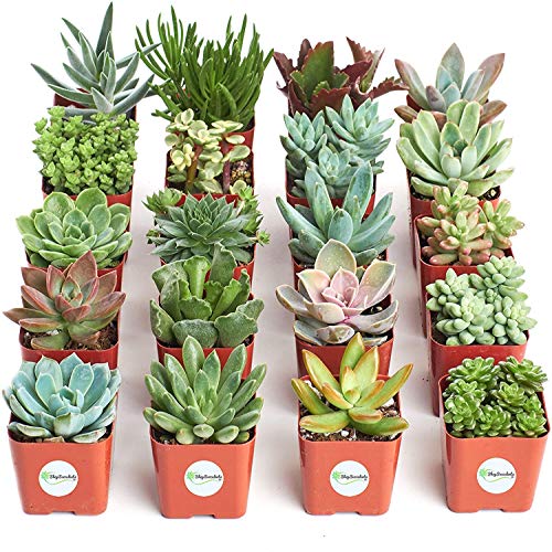 Shop Succulents | Unique Collection of Live Succulent Plants, Hand Selected Variety Pack of Mini Succulents | Collection of 20