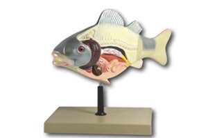 3d fish dissection model, 14" length