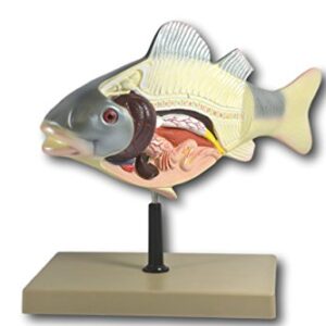 3D Fish Dissection Model, 14" Length