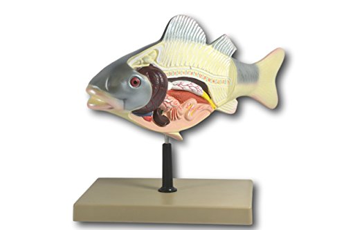 3D Fish Dissection Model, 14" Length