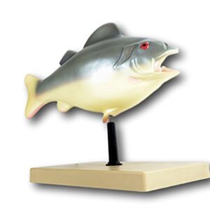 3D Fish Dissection Model, 14" Length