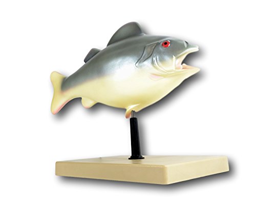 3D Fish Dissection Model, 14" Length