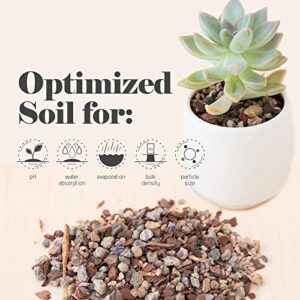 Bonsai Jack Succulent and Cactus Soil - Jacks Gritty Mix #111 - 2 Quarts – Fast Draining – Fight Root Rot – Optimized pH