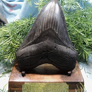 Massive 5 1/4'' Megalodon Tooth. Impressive!!