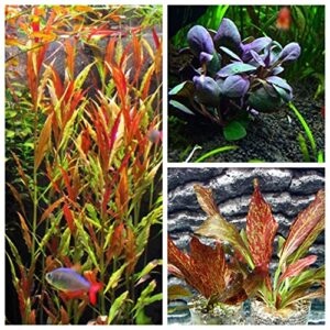 red and purple plants bundle - red flame sword | lobelia cardinalis | telanthera - live aquatic plants