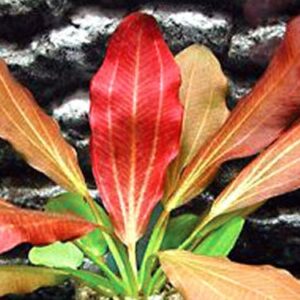 Red and Purple Plants Bundle - Red Flame Sword | Lobelia Cardinalis | Telanthera - Live Aquatic Plants