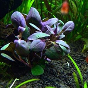 Red and Purple Plants Bundle - Red Flame Sword | Lobelia Cardinalis | Telanthera - Live Aquatic Plants
