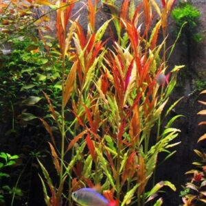 Red and Purple Plants Bundle - Red Flame Sword | Lobelia Cardinalis | Telanthera - Live Aquatic Plants