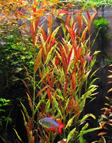 Red and Purple Plants Bundle - Red Flame Sword | Lobelia Cardinalis | Telanthera - Live Aquatic Plants