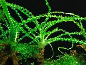 crinum calamistratum onion plant - easy tropical live aquarium plant