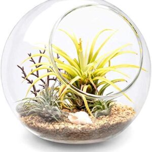 Mkono Plant Terrarium Display Glass Tabletop Succulent Air Plant Planter Globe Microlandschaft House, M