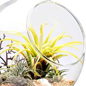 Mkono Plant Terrarium Display Glass Tabletop Succulent Air Plant Planter Globe Microlandschaft House, M