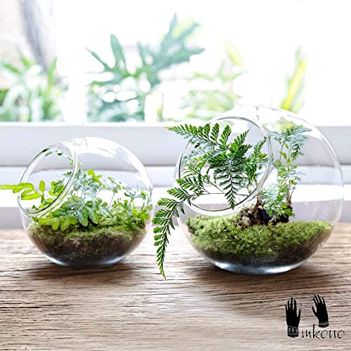 Mkono Plant Terrarium Display Glass Tabletop Succulent Air Plant Planter Globe Microlandschaft House, M