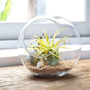 Mkono Plant Terrarium Display Glass Tabletop Succulent Air Plant Planter Globe Microlandschaft House, M