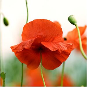 Seed Needs, 100,000+ Red Poppy Corn Poppy Seeds for Planting (Papaver rhoeas) Attracts Pollinators, Red Blooms Bulk