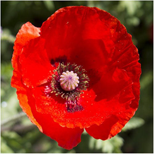 Seed Needs, 100,000+ Red Poppy Corn Poppy Seeds for Planting (Papaver rhoeas) Attracts Pollinators, Red Blooms Bulk