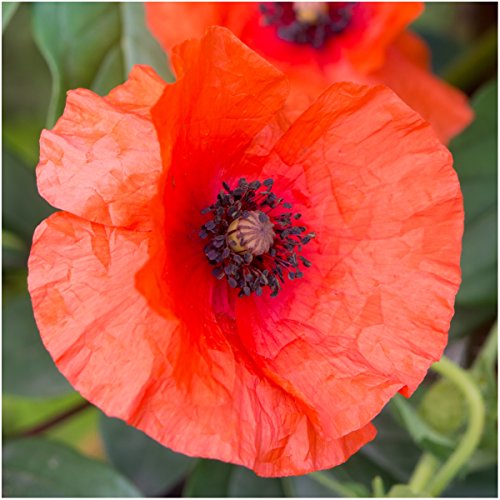 Seed Needs, 100,000+ Red Poppy Corn Poppy Seeds for Planting (Papaver rhoeas) Attracts Pollinators, Red Blooms Bulk