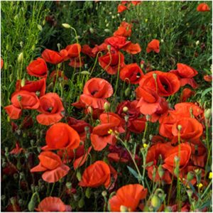 Seed Needs, 100,000+ Red Poppy Corn Poppy Seeds for Planting (Papaver rhoeas) Attracts Pollinators, Red Blooms Bulk