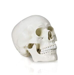 vision scientific val207-a life-size human skull – 3 parts | medical grade, features joints, sutures, fissures, joints, foramina and processes | removable skull cap, full dentition | w manual