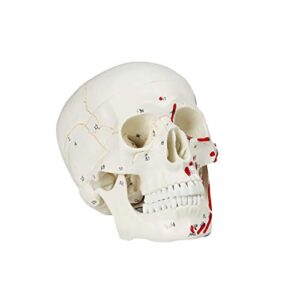 vision scientific val208 human skull with markings, muscle and sutures | muscle origins (painted red) and insertion (painted blue) | detailed hand numbering | includes detailed product manual