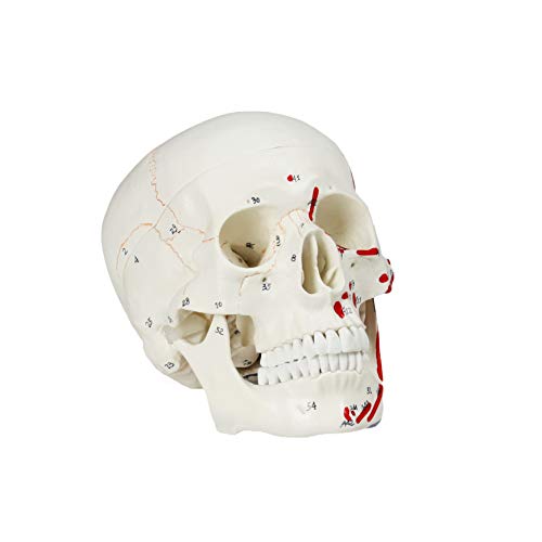 Vision Scientific VAL208 Human Skull with Markings, Muscle and Sutures | Muscle Origins (Painted red) and Insertion (Painted Blue) | Detailed Hand Numbering | Includes Detailed Product Manual