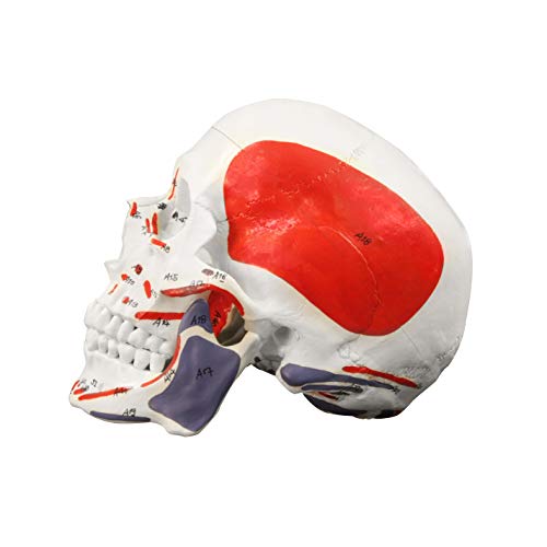 Vision Scientific VAL208 Human Skull with Markings, Muscle and Sutures | Muscle Origins (Painted red) and Insertion (Painted Blue) | Detailed Hand Numbering | Includes Detailed Product Manual