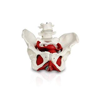 vision scientific vap216 female pelvis with organs | pelvic floor muscles and reproductive organs | removable organs include uterus, colon and bladder | includes detailed instruction manual