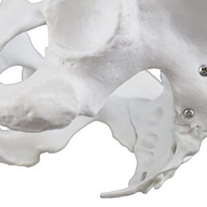 Vision Scientific VAP217 Female Pelvis with 4th & 5th Vertebrae | Extremely Accurate and Detailed Representations of The Female Pelvic Bones | Life Size for Accurate Study of The Anatomical Features