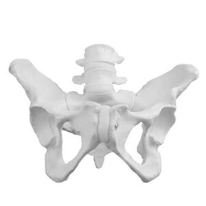 vision scientific vap217 female pelvis with 4th & 5th vertebrae | extremely accurate and detailed representations of the female pelvic bones | life size for accurate study of the anatomical features