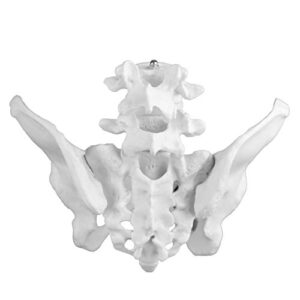 Vision Scientific VAP217 Female Pelvis with 4th & 5th Vertebrae | Extremely Accurate and Detailed Representations of The Female Pelvic Bones | Life Size for Accurate Study of The Anatomical Features