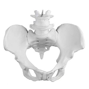 Vision Scientific VAP217 Female Pelvis with 4th & 5th Vertebrae | Extremely Accurate and Detailed Representations of The Female Pelvic Bones | Life Size for Accurate Study of The Anatomical Features