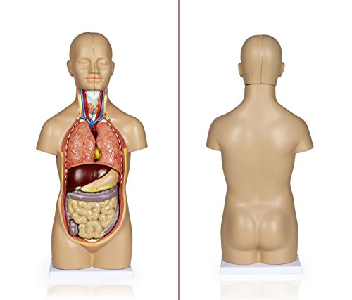 Vision Scientific VAT106 12 Parts Sexless Human Torso | Showing Section of Brain, Neck Dissected Exposes Muscular Neural, Vascular and Glandular Structure | Reveal Major Body Systems | W Manual