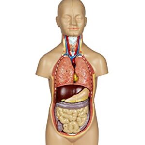 Vision Scientific VAT106 12 Parts Sexless Human Torso | Showing Section of Brain, Neck Dissected Exposes Muscular Neural, Vascular and Glandular Structure | Reveal Major Body Systems | W Manual