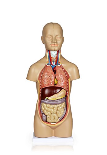 Vision Scientific VAT106 12 Parts Sexless Human Torso | Showing Section of Brain, Neck Dissected Exposes Muscular Neural, Vascular and Glandular Structure | Reveal Major Body Systems | W Manual