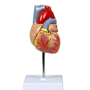 Vision Scientific VAC405-AN Life-Size Human Heart | 2 Parts | Anterior Wall Detachable to Reveal Ventricles, Atria, Valves, and The Aorta | Labelled Diagram Included