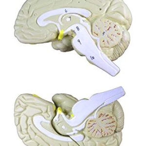Vision Scientific VAB401-3 Life Size Human Brain Models-3 Parts | Shows Frontal, Parietal, Temporal & Occipital Lobes | Half of Brain Stem | Half of Cerebellum | Instruction Manual Included