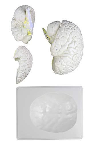 Vision Scientific VAB401-3 Life Size Human Brain Models-3 Parts | Shows Frontal, Parietal, Temporal & Occipital Lobes | Half of Brain Stem | Half of Cerebellum | Instruction Manual Included