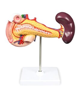 vision scientific vad423-n pancreas, duodenum, & spleen model